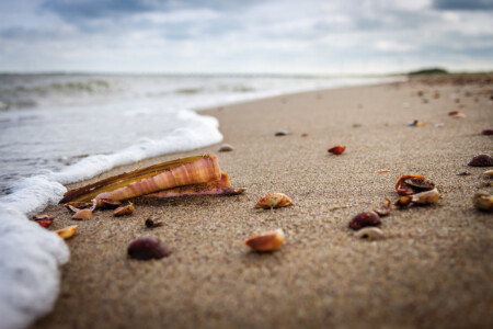 THE SHORE